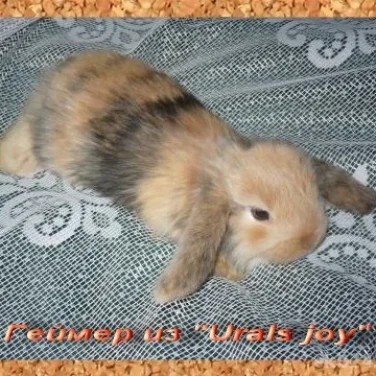 Питомник карликовых вислоухих кроликов Urals joy фотография 2