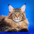 Питомник кошек породы Мейн Кун и Пикси-Боб Ural Pride фотография 2